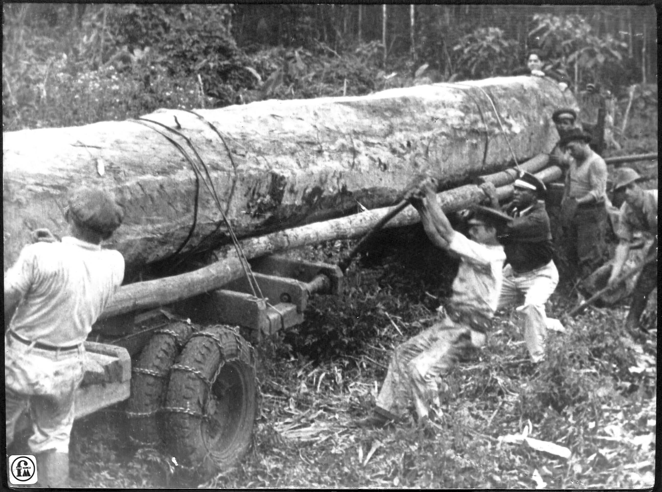 Tora de madeira da mata de Maringá - 1950