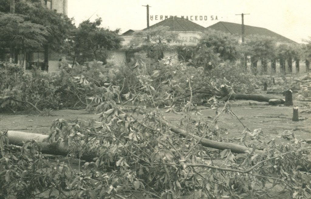 O fim do Bosque de Essências - Final da década de 1950