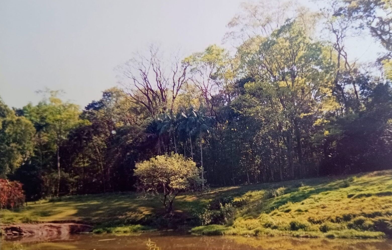 Horto Florestal - Anos 1980