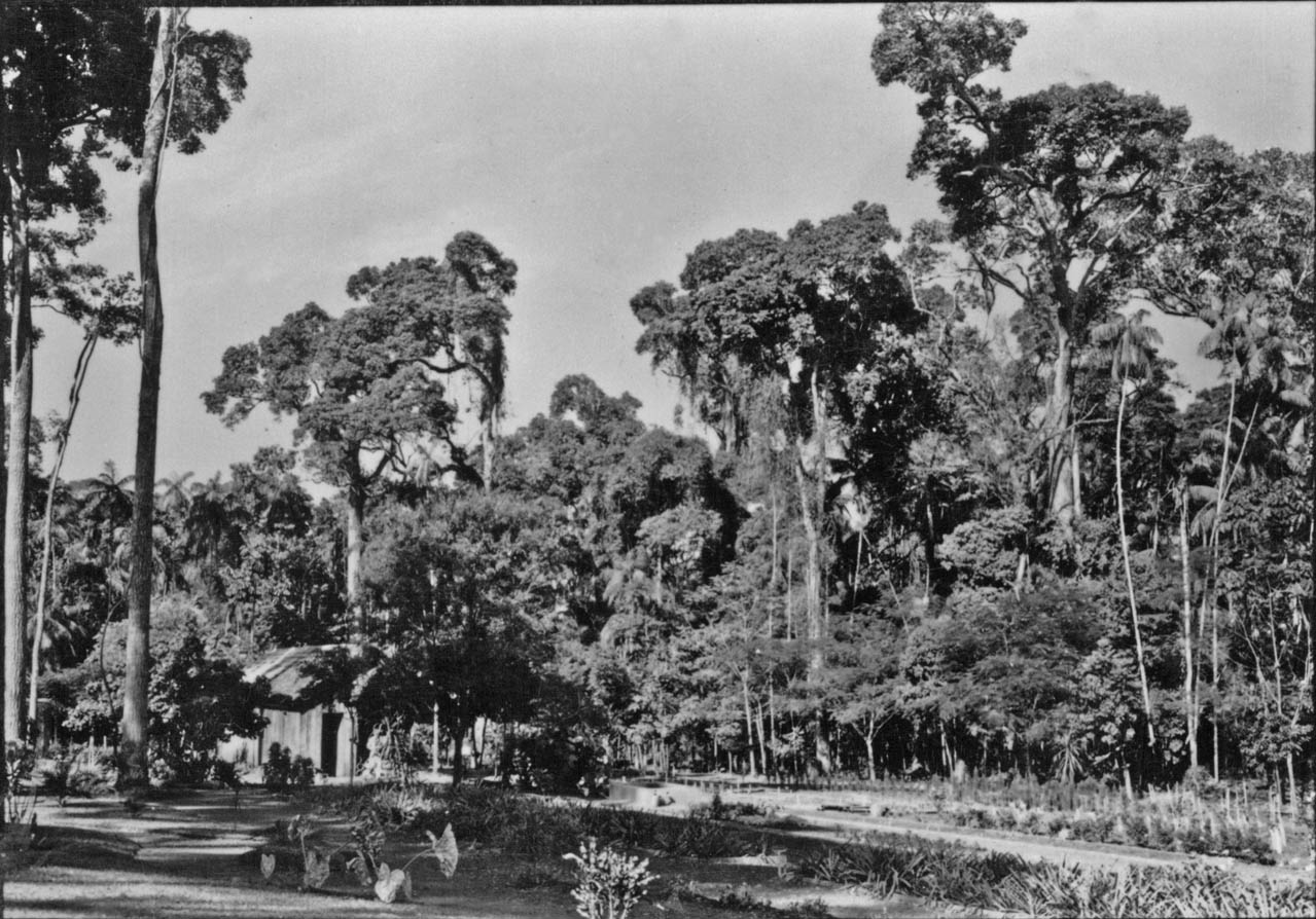 Horto Florestal Luiz Teixeira Mendes - Final da década de 1950