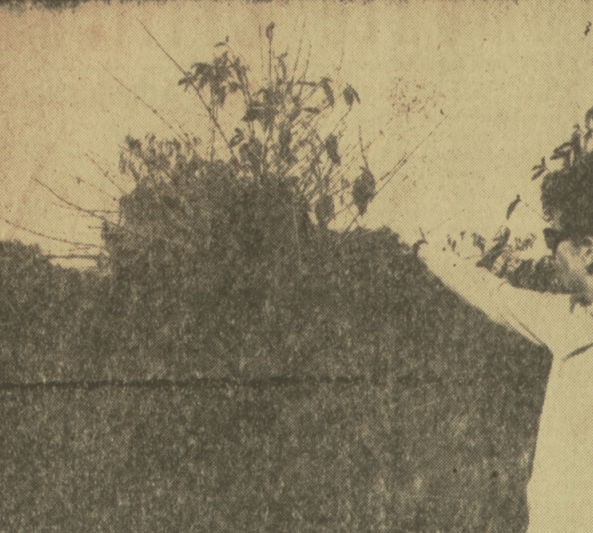 Impactos da geada - 1963