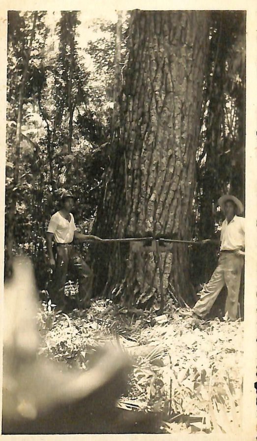 Derrubada de peroba-rosa - Década de 1940