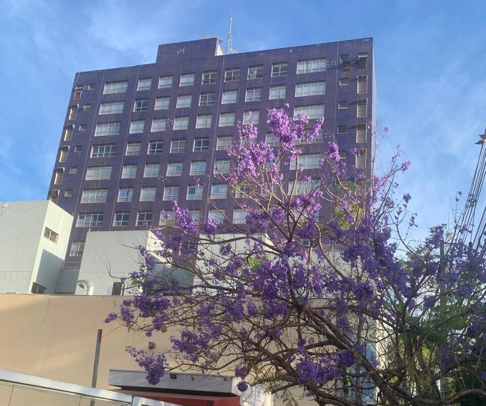 O Banco do Brasil e o Jacarandá Mimoso