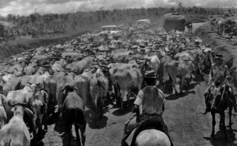 Boiada a caminho de Maringá - Década de 1950