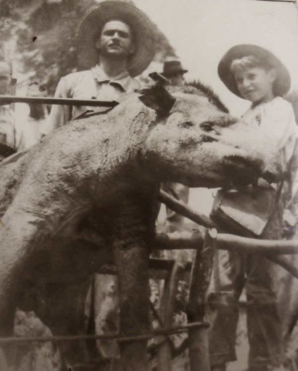 Temporada de caça - Anta-brasileira - Década de 1950