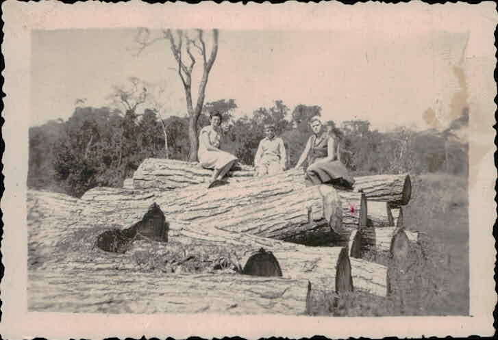 Mulheres sobre toras de cedro na Fazenda Coração de Jesus - Década de 1940