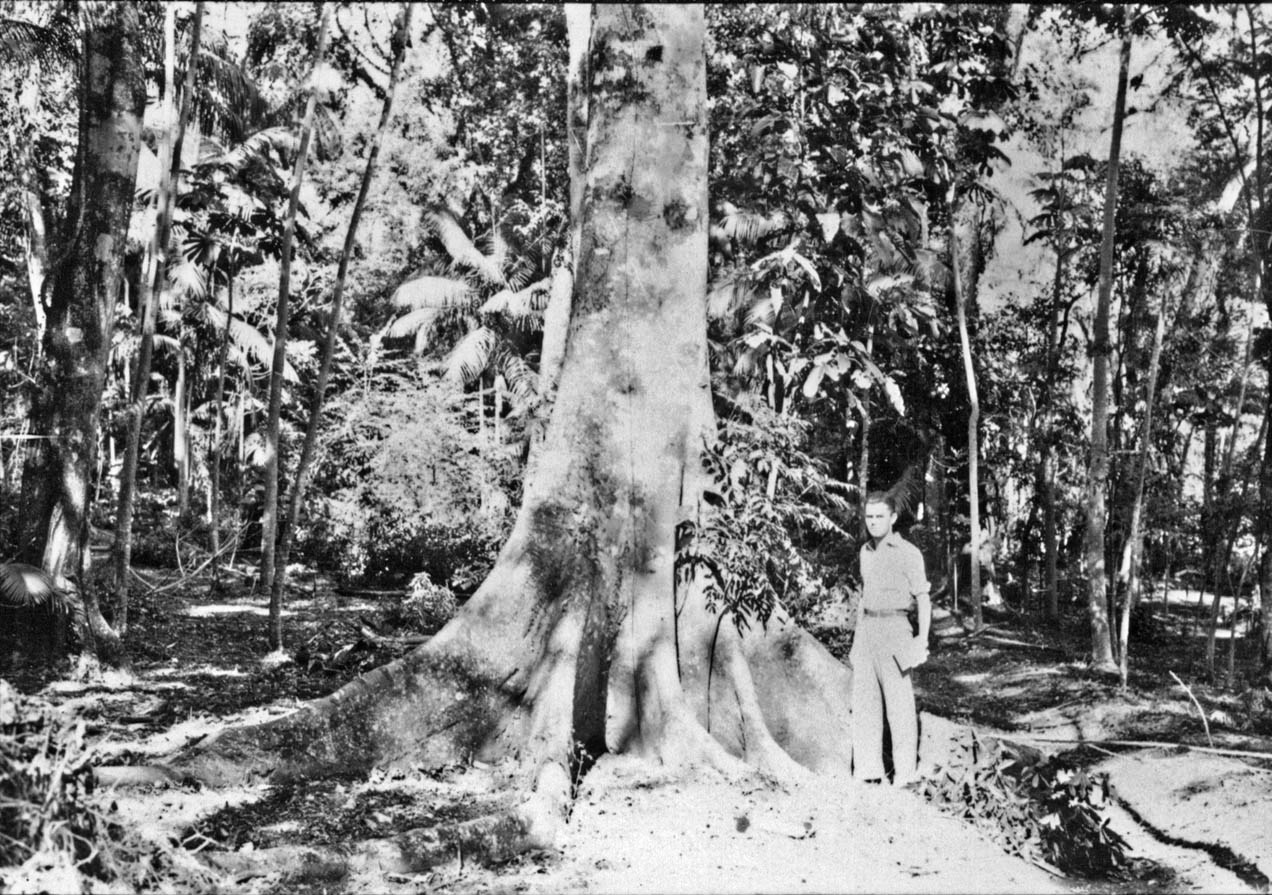 Figueira Branca - Horto Florestal