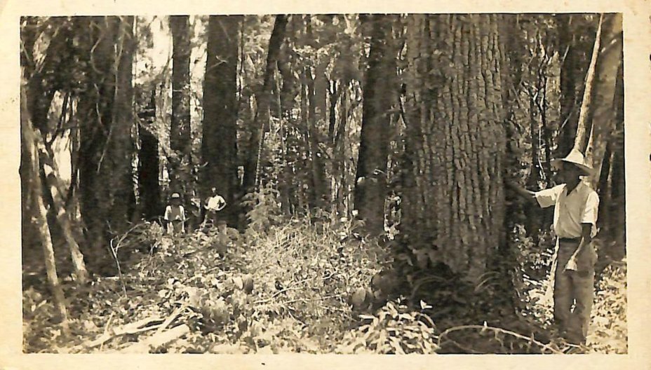 Floresta de Peroba  e derrubadores de mata - Década de 1940