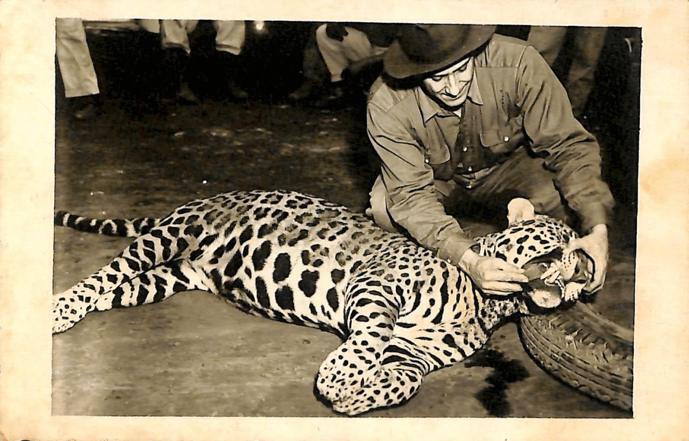 Hermann Moraes Barros e a onça - Década de 1950