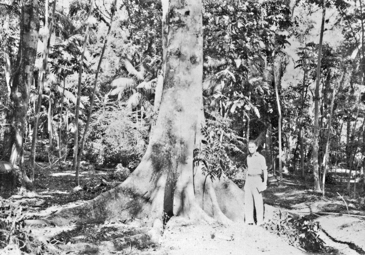 Interior do Horto Florestal de Maringá - Década de 1950