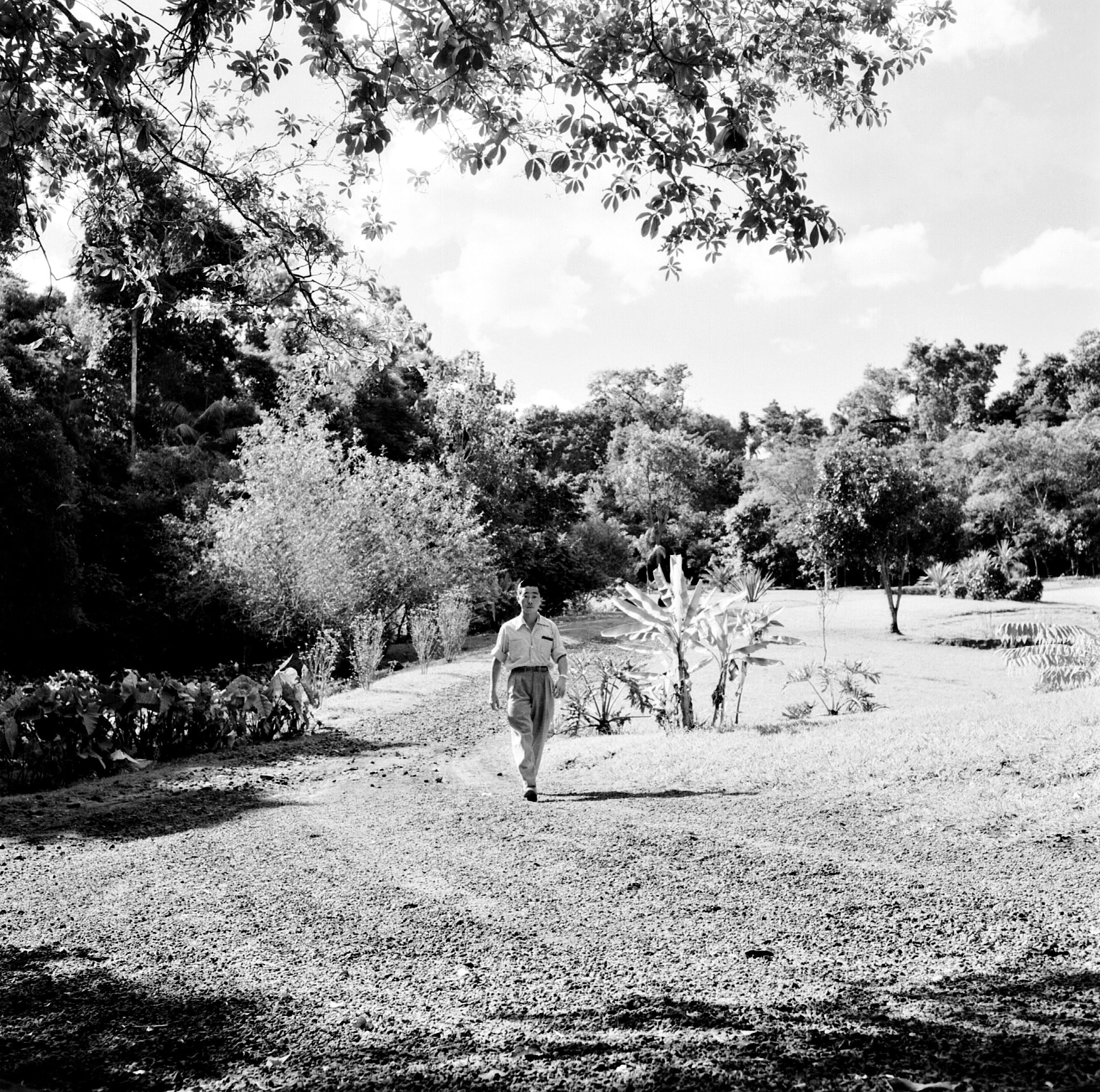 Interior do Horto Florestal - Anos 1950