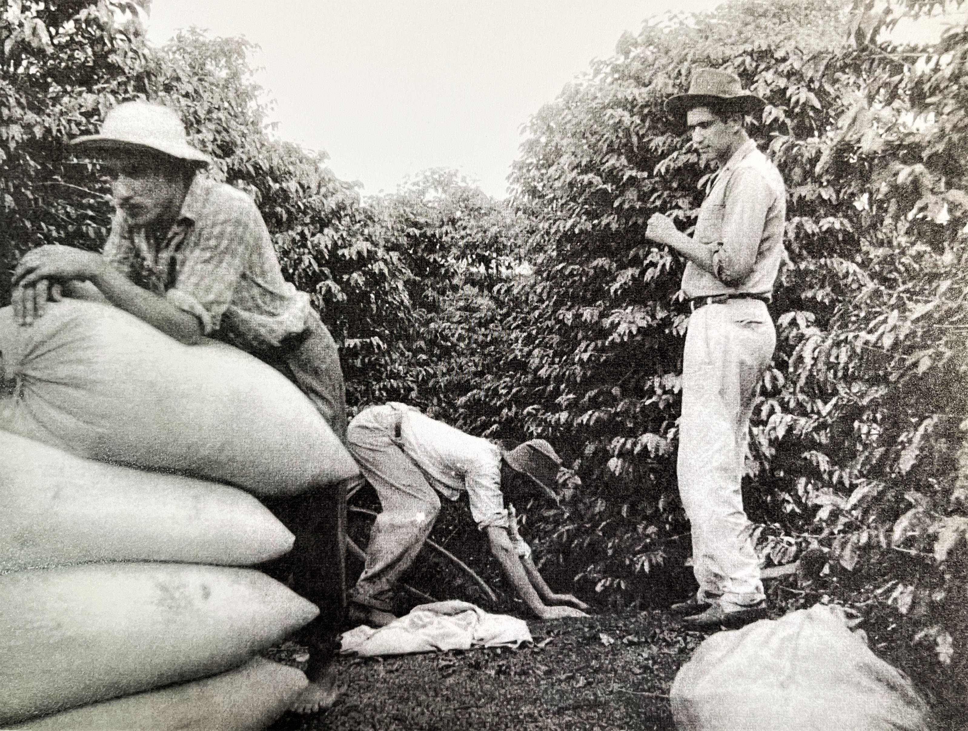 Trabalhadores no cafezal - 1958