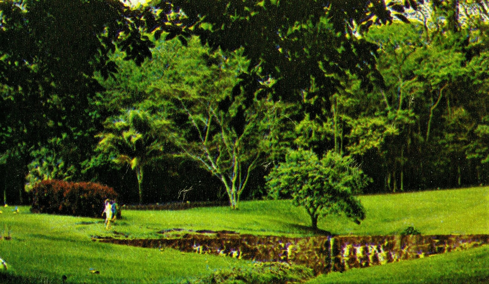 Interior do Horto Florestal - 1972