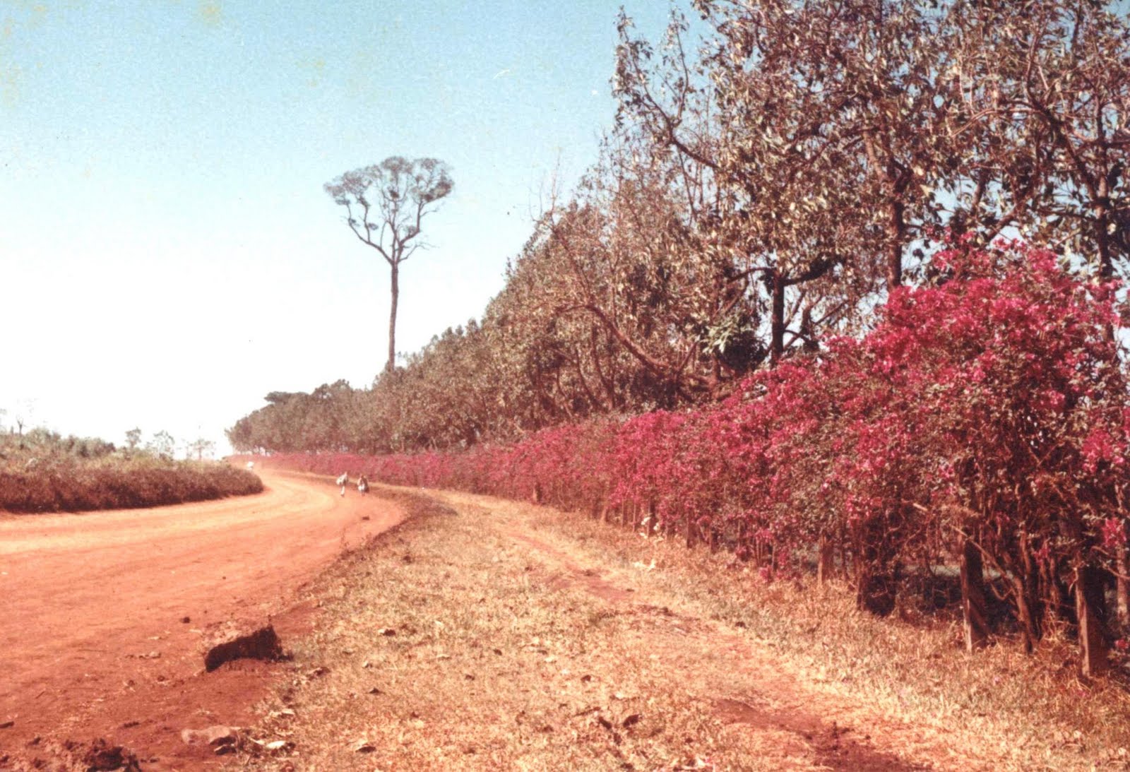 Horto Florestal de Maringá - 1960