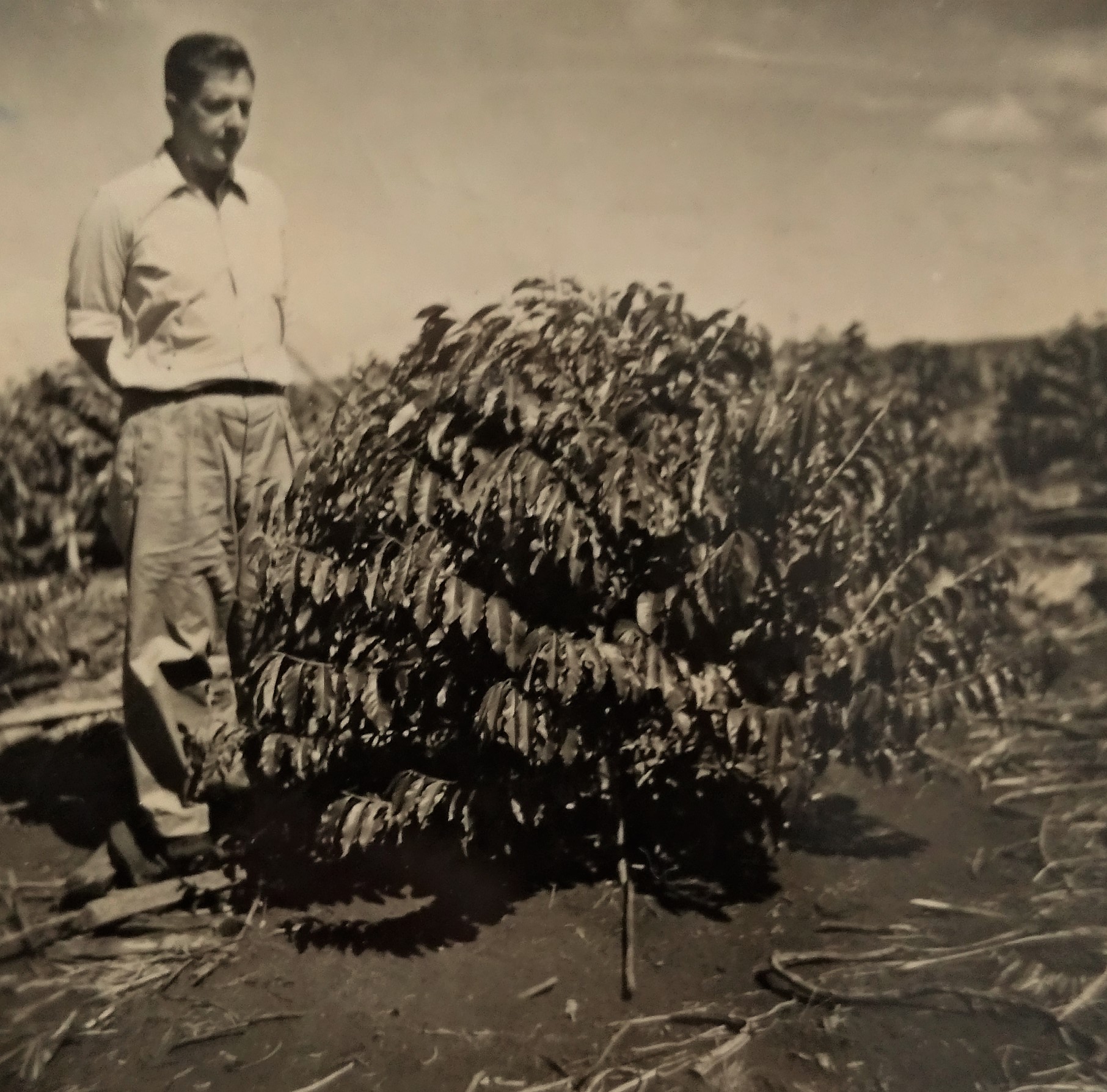 Anníbal Bianchini e o pé de café - Anos 1950