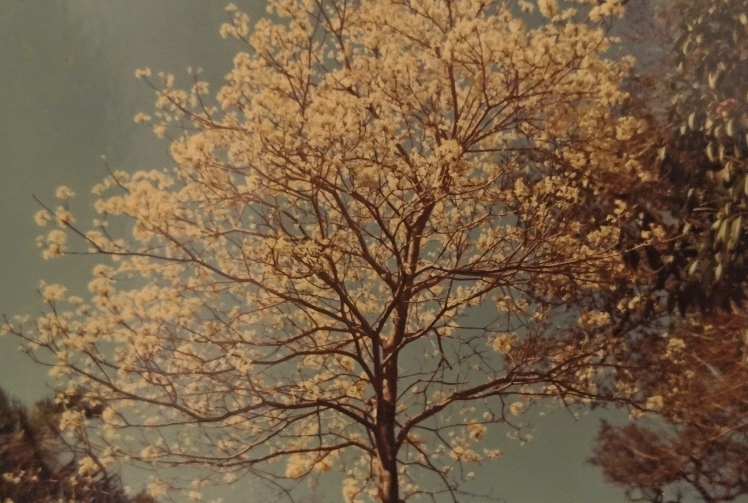 Detalhes do Horto Florestal - Década de 1960