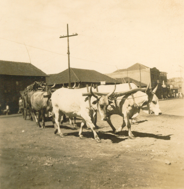 Carros de bois fotografado por Luiz Sanuki - 1950