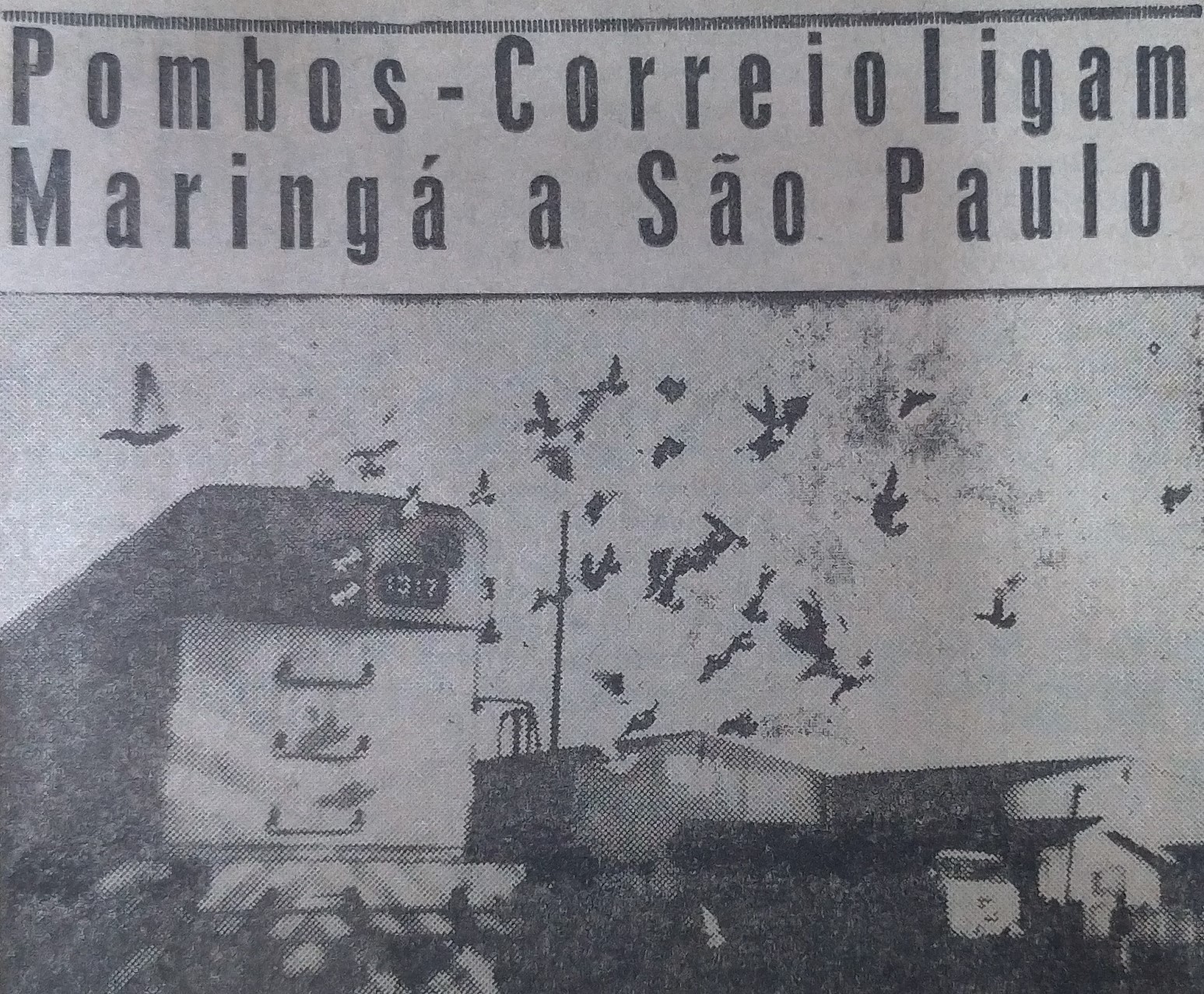 Pombos-correios - Julho de 1963