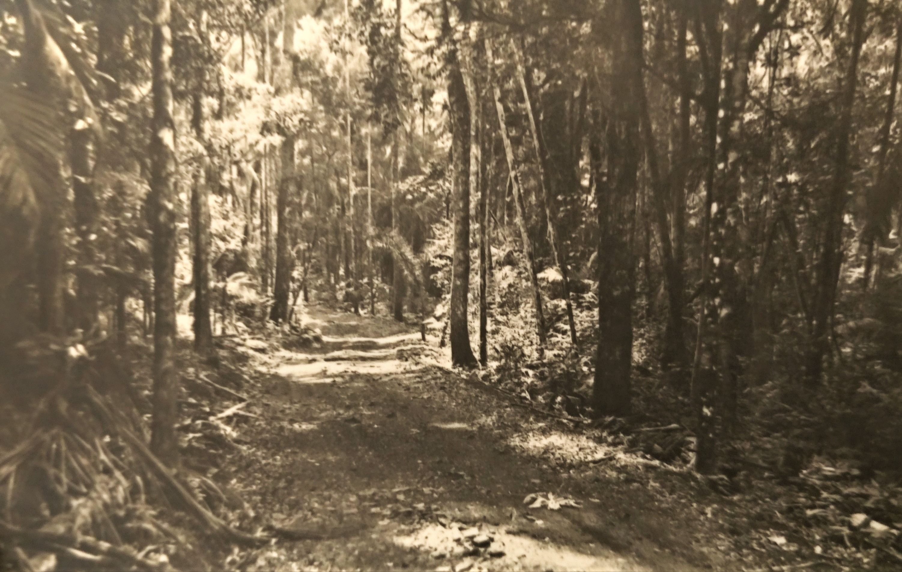 Caminhos do Horto Florestal - Anos 1950