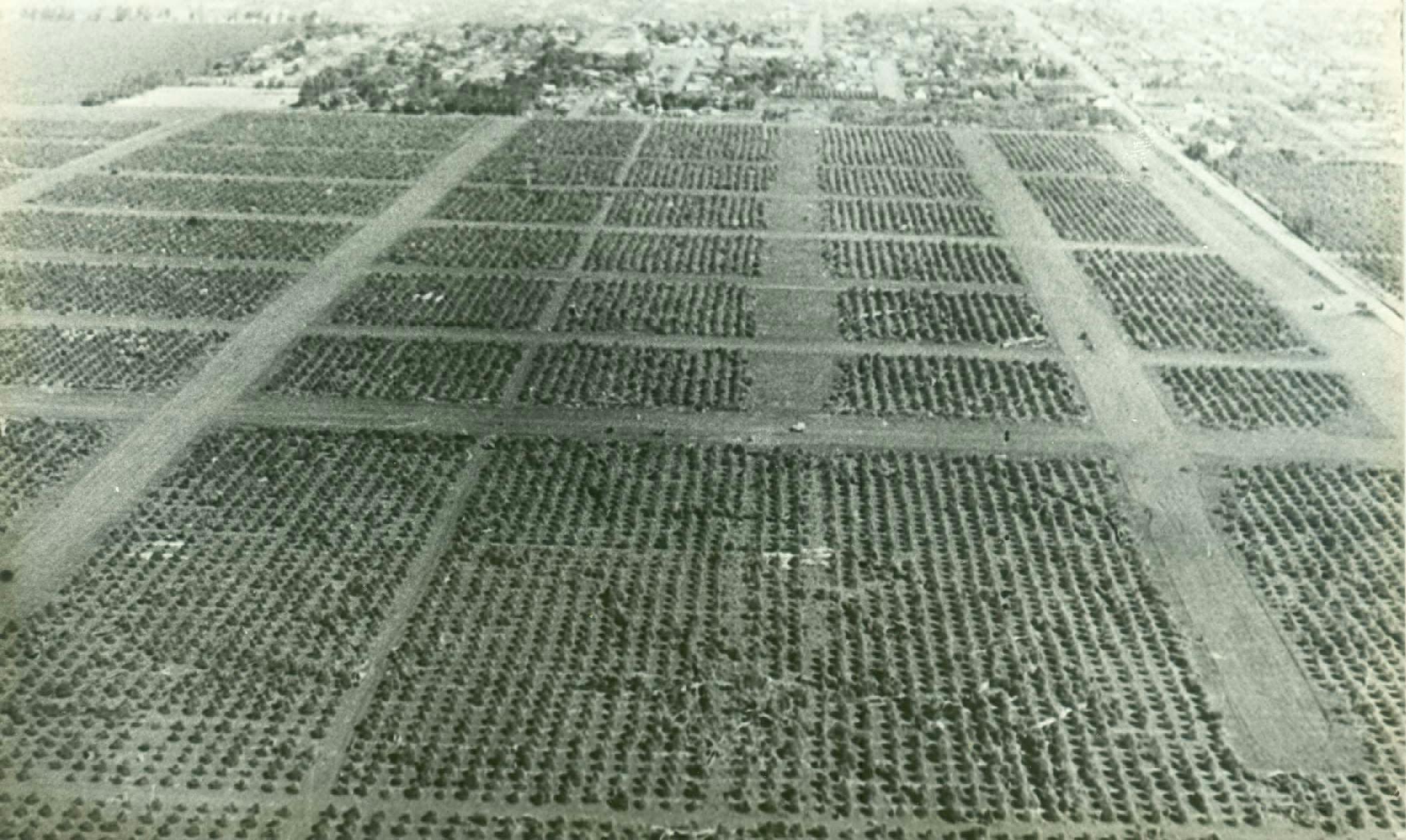 Vista aérea da Fazenda Santa Lina - Final dos anos 1950