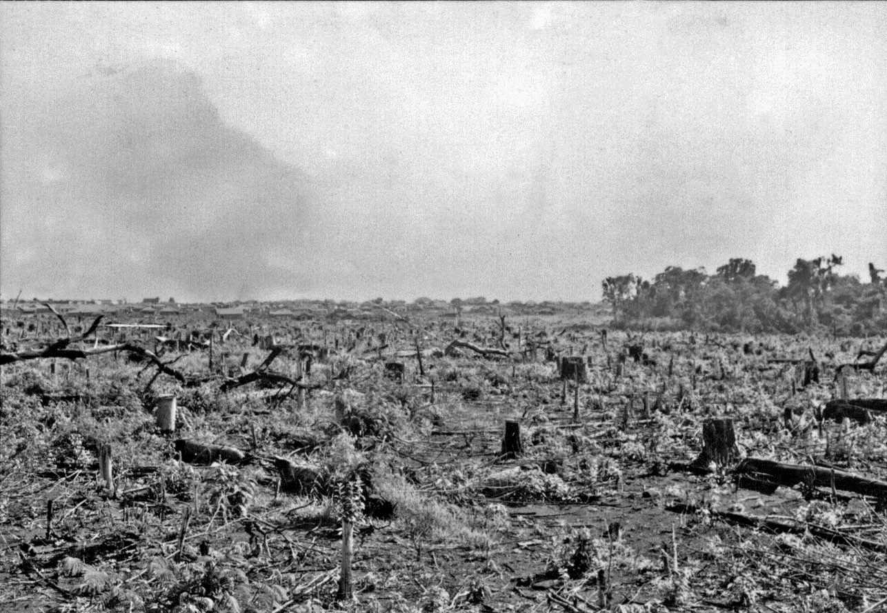 Desmatamento - Década de 1950