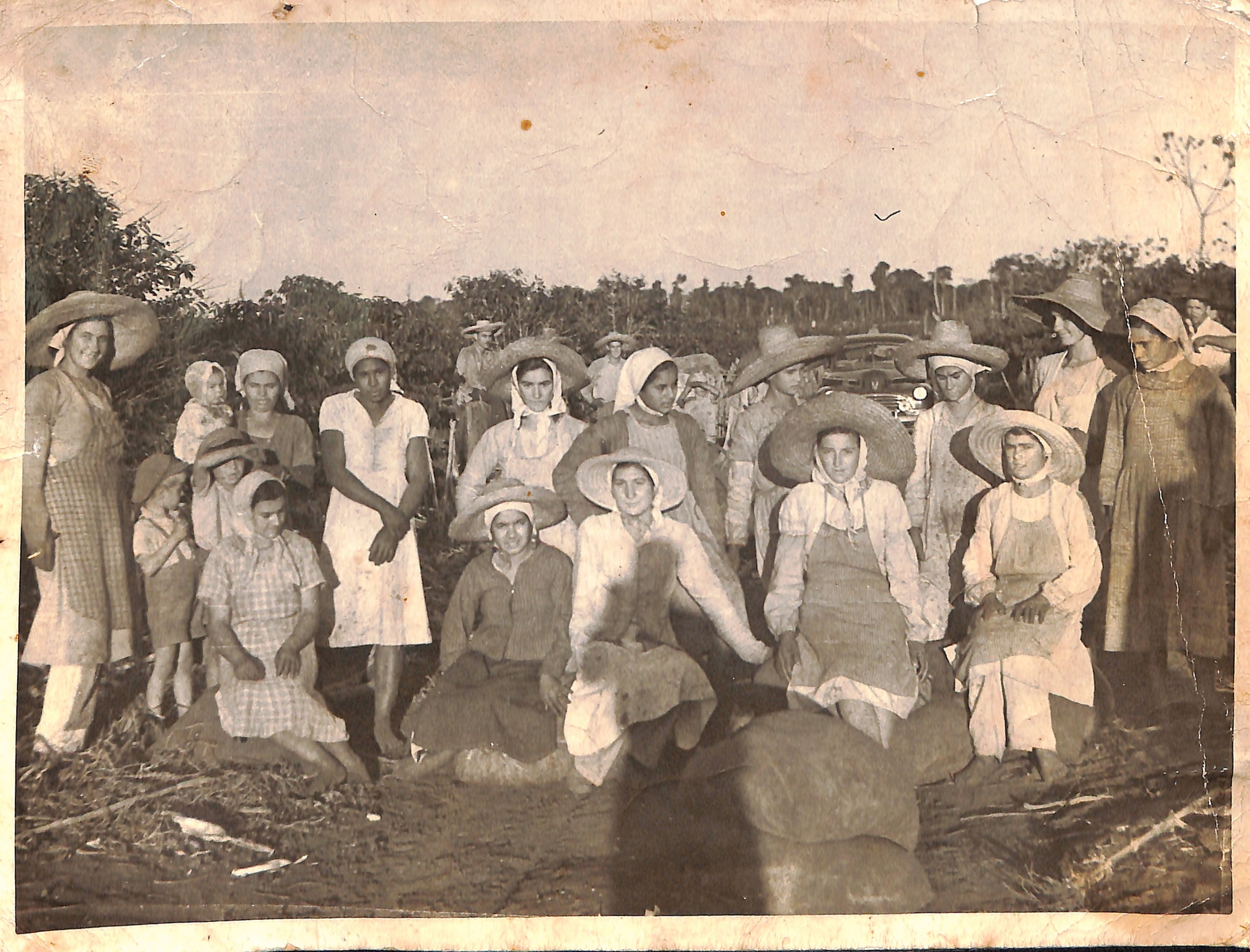 Primeira colheita de café na Fazenda Maringá - 1949