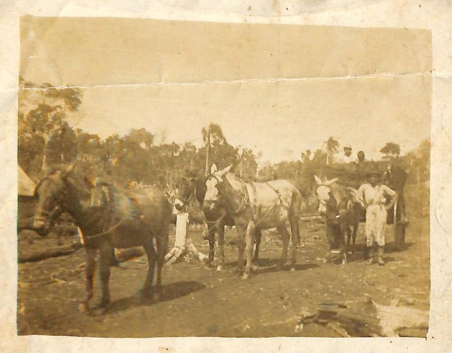 Guarino Augusto Basseto, primeiro carroceiro de Maringá - 1943